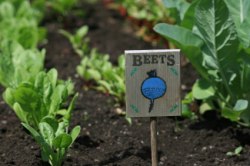 Beet tag