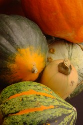 Winter Squash